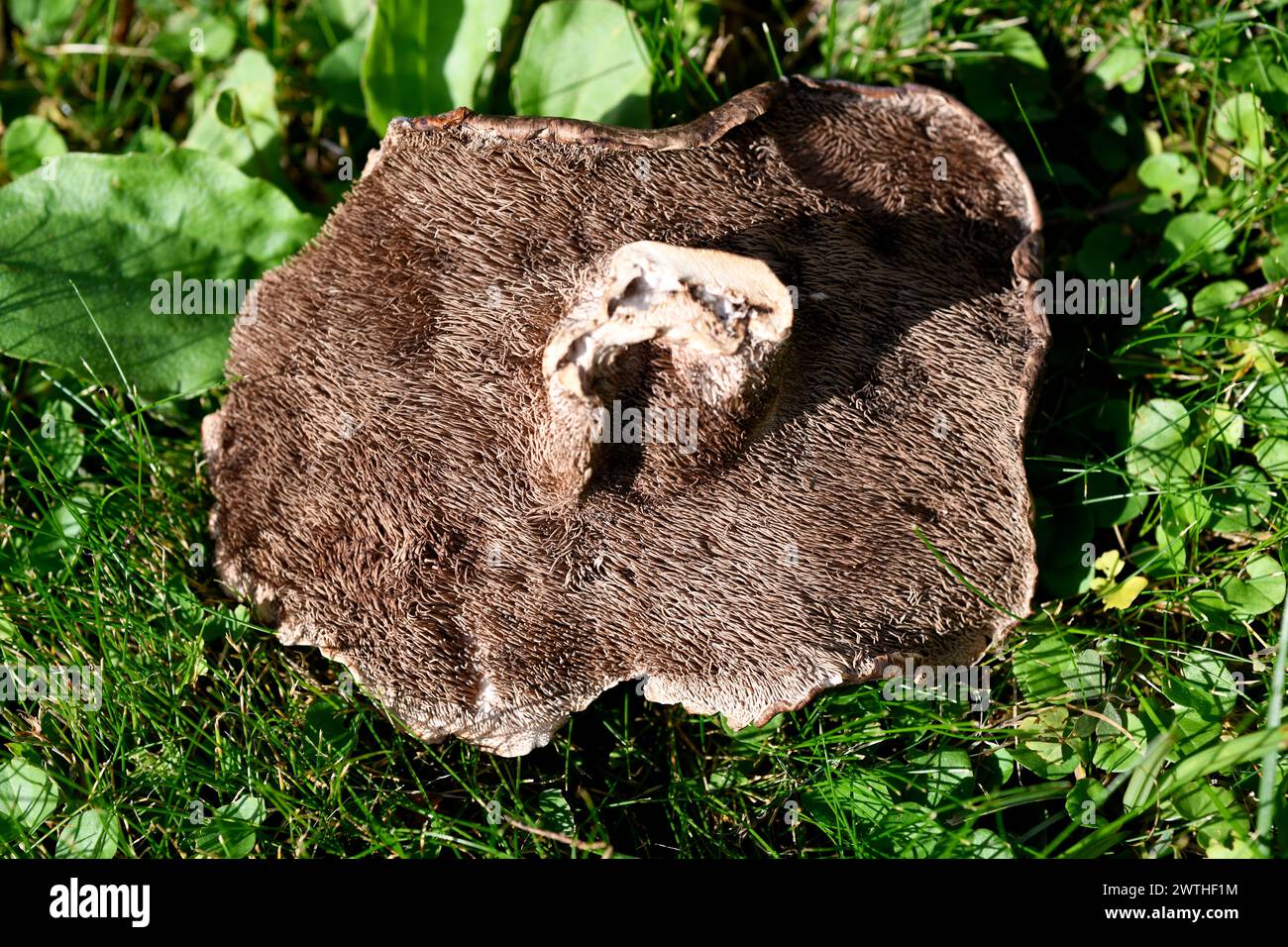 Sarcodon squamosus or Hydnum squamosum is a mushroom edible when young. This photo was taken in Picos de Urbion, border between Soria, Burgos and La R Stock Photo