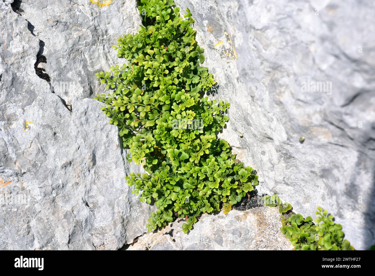 Wall-rue (Asplenium ruta-muraria) is a medicinal fern that grows on ...
