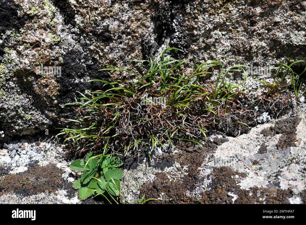 Forked spleenwort (Asplenium septentrionale) is a fern native to Eurasia. This photo was taken in Valle de Aran, Lleida, Catalonia, Spain. Stock Photo