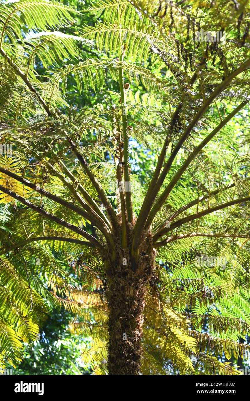 Australia tree fern (Cyathea cooperi or Sphaeropteris cooperi) is a tree fern native to Australia. Stock Photo