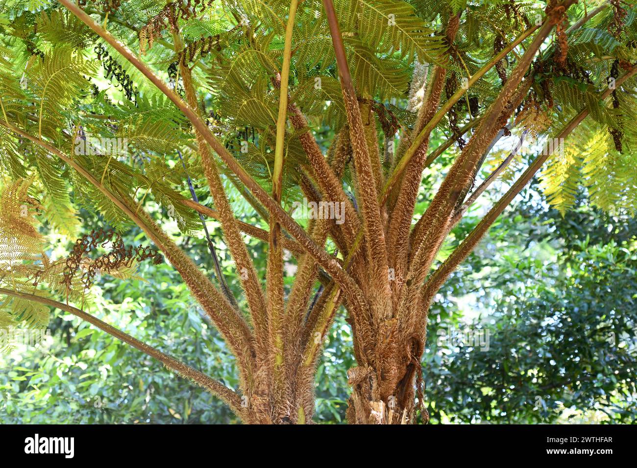 Silver fern (Cyathea dealbata or Alsophila tricolor) is a free fern native to New Zeland. Stock Photo