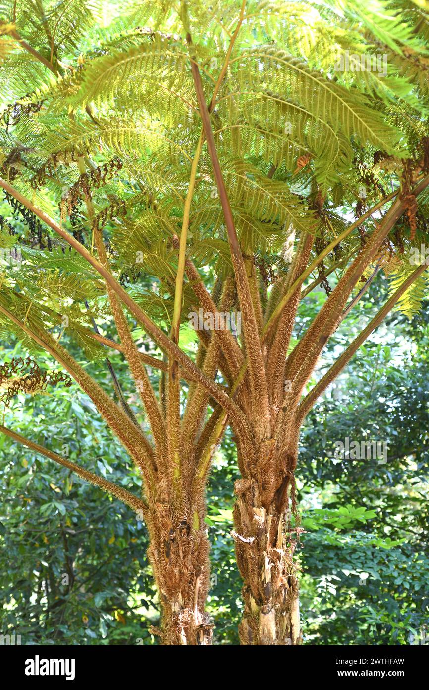Silver fern (Cyathea dealbata or Alsophila tricolor) is a free fern native to New Zeland. Stock Photo