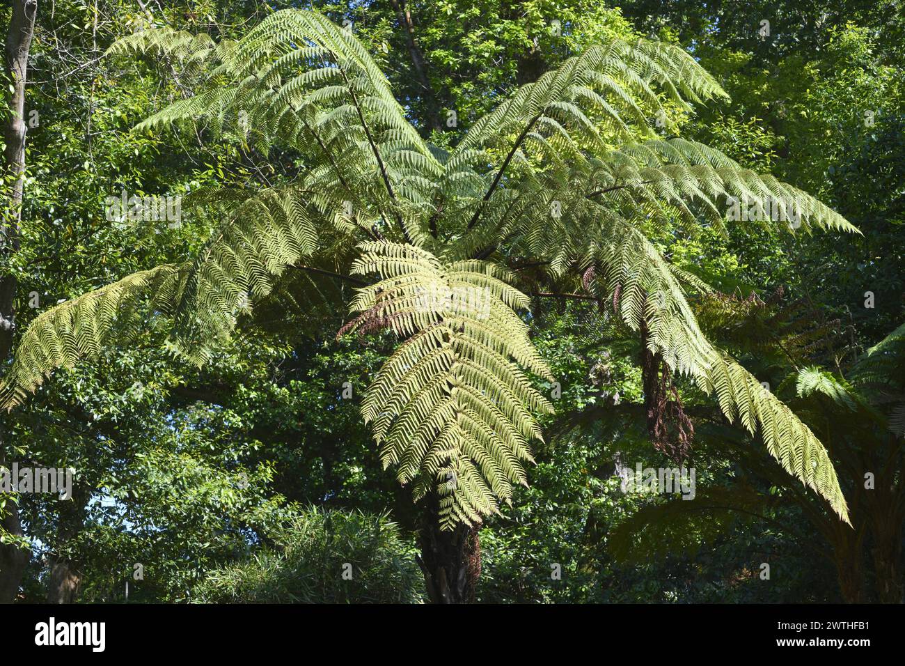 Soft tree fern (Cyathea smithii or Alsophila smithii) is a fern native to New Zeland. Stock Photo