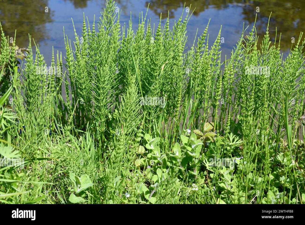 Horsetail (Equisetum arvense) is a cosmopolitan medicinal plant. This photo was taken in Aquitaine, France. Stock Photo