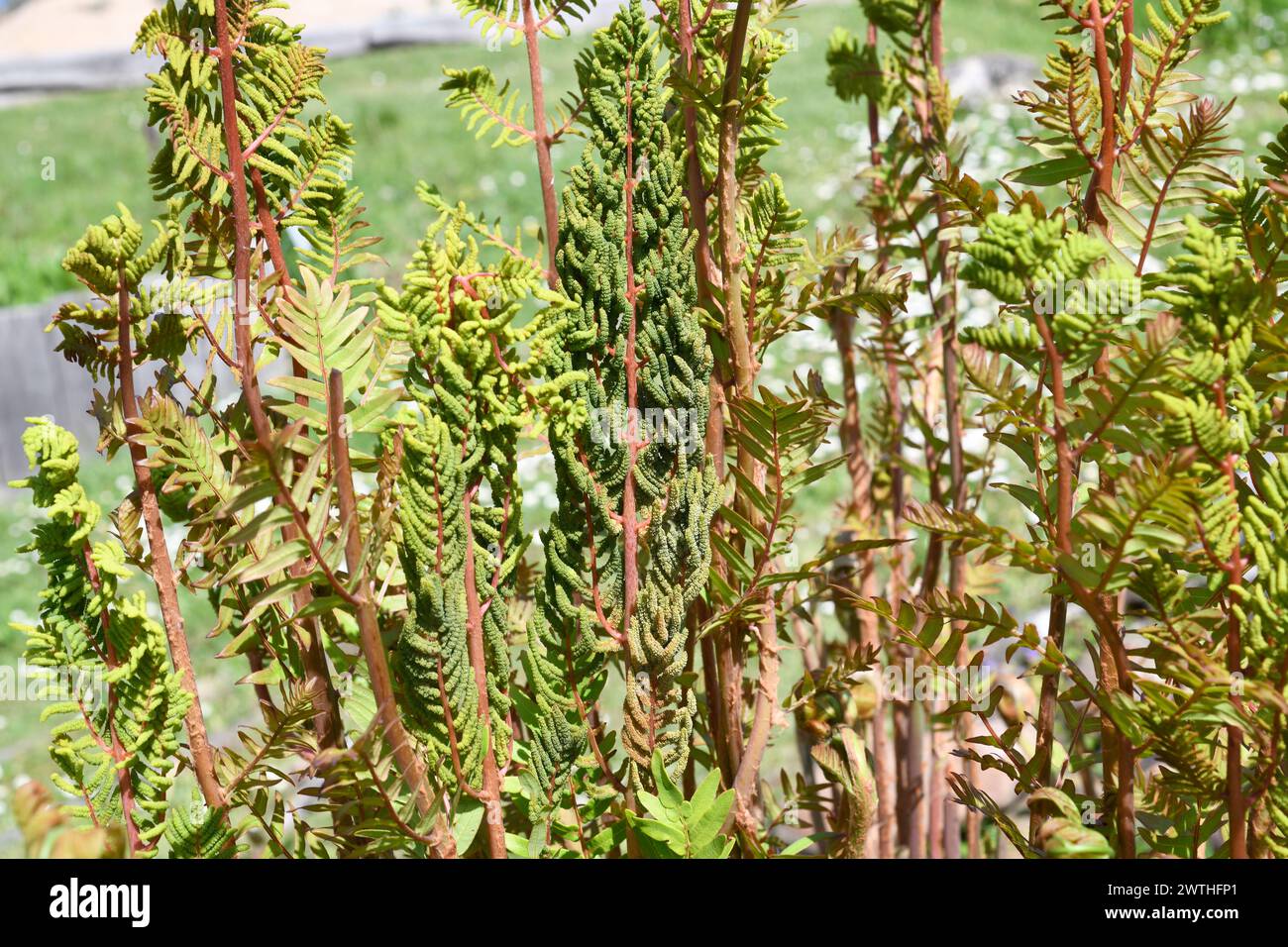 Royal fern (Osmunda regalis) is a perennial herb native to Eurasia and Africa. This photo was taken in Aquitaine, France. Stock Photo