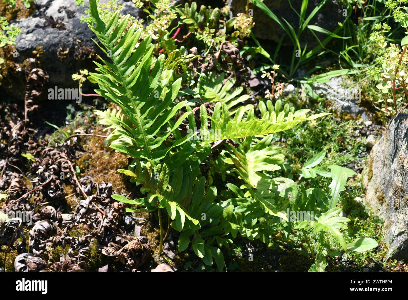 Polypodium cambricum is a fern native to Mediterranean basin and western Europe. This photo was taken in Asturias, Spain. Stock Photo