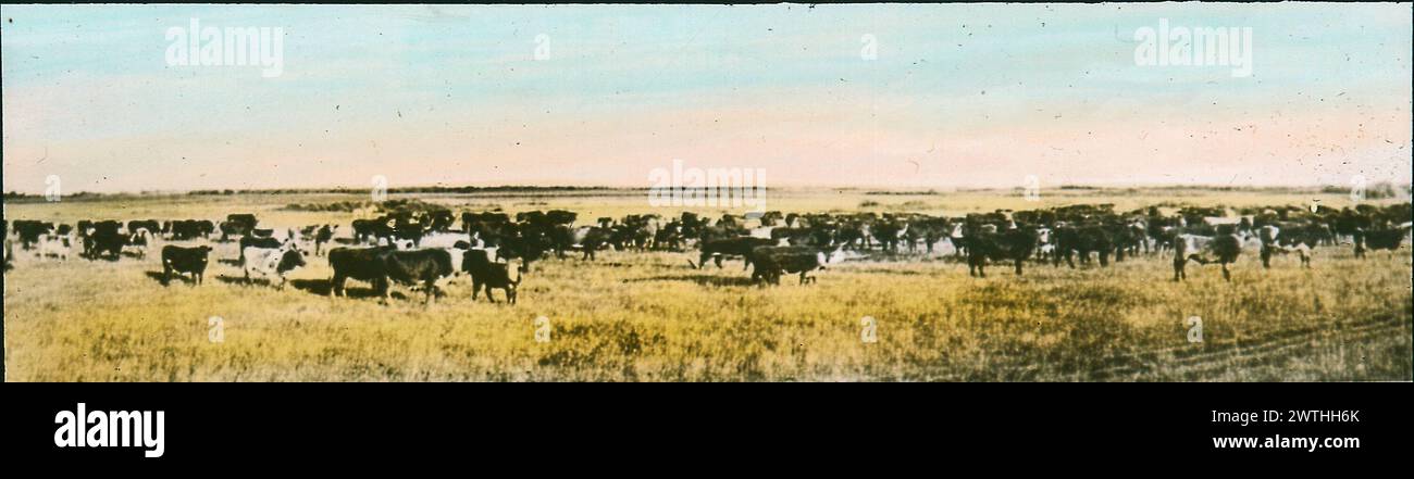 1920s cattle industry hi-res stock photography and images - Alamy