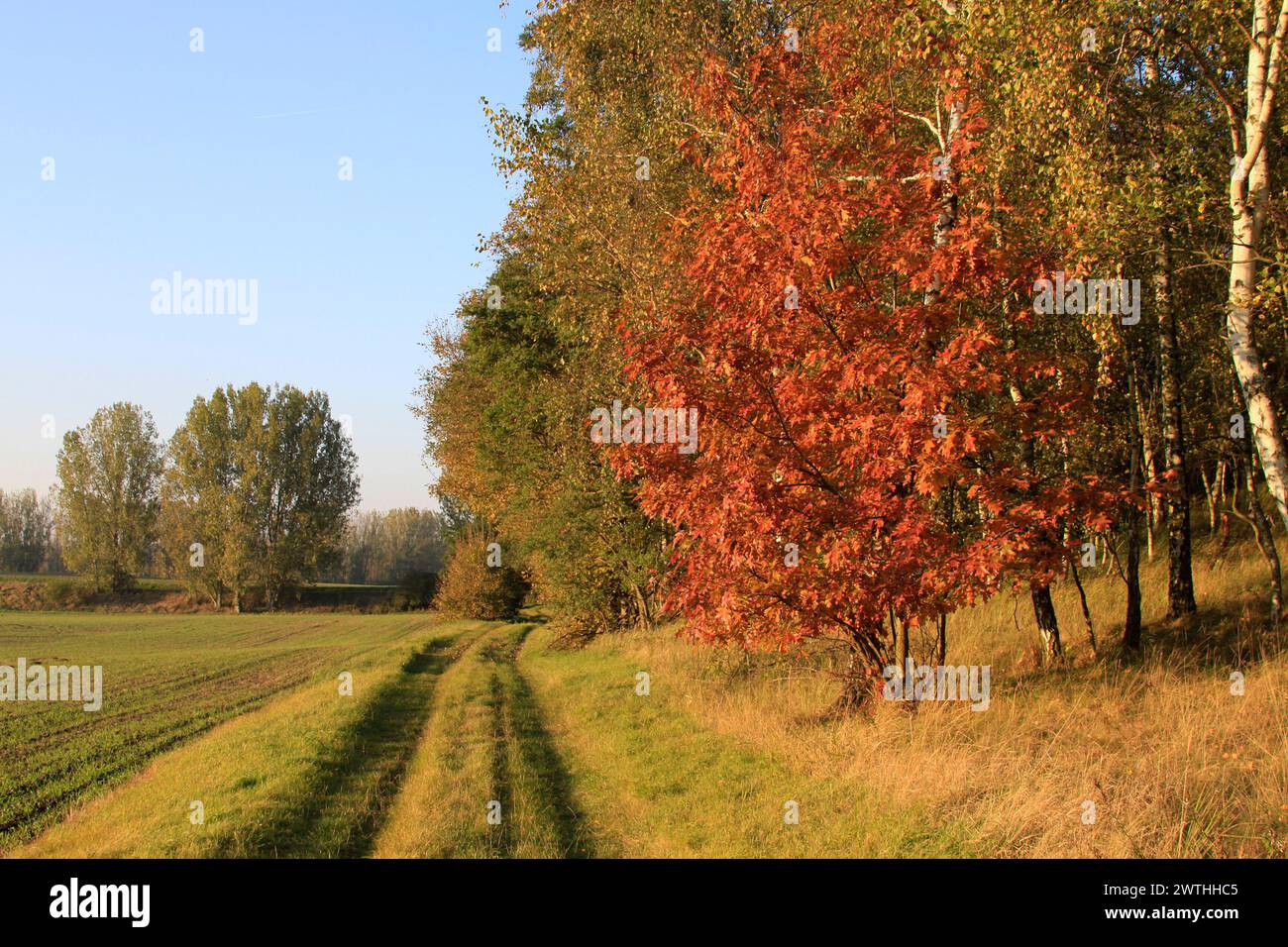 Rote Blätter eines Ahorn im Herbst an einem Feldweg Stock Photo