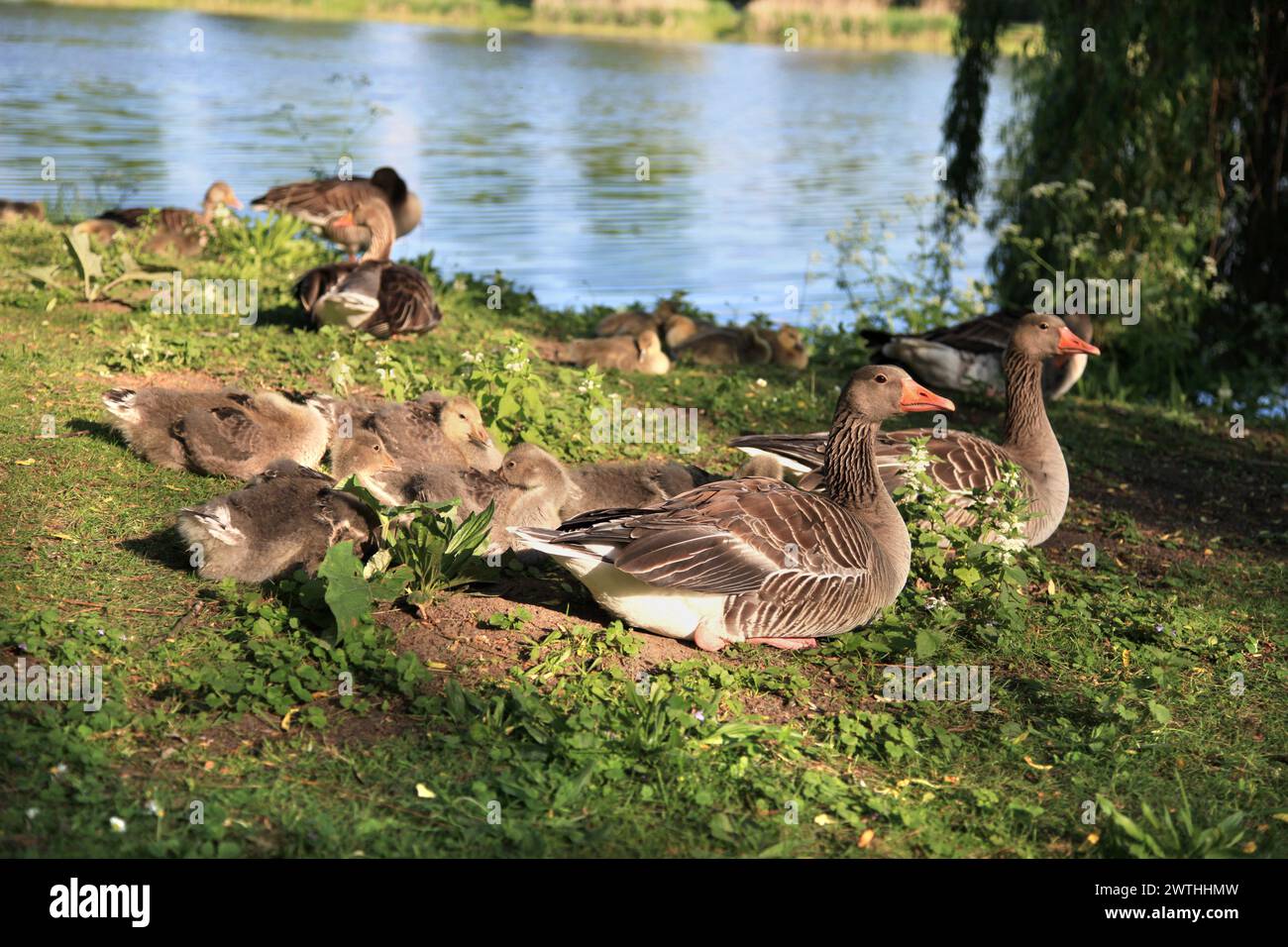 Teich rasen hires stock photography and images Alamy