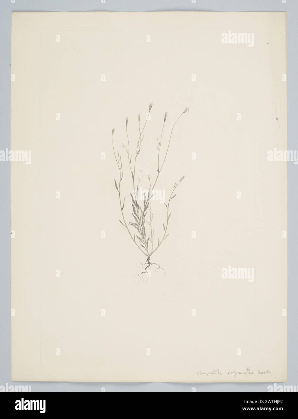 Wahlenbergia marginata (Thunberg) A. de Candolle prints, copper engravings, line engravings Stock Photo