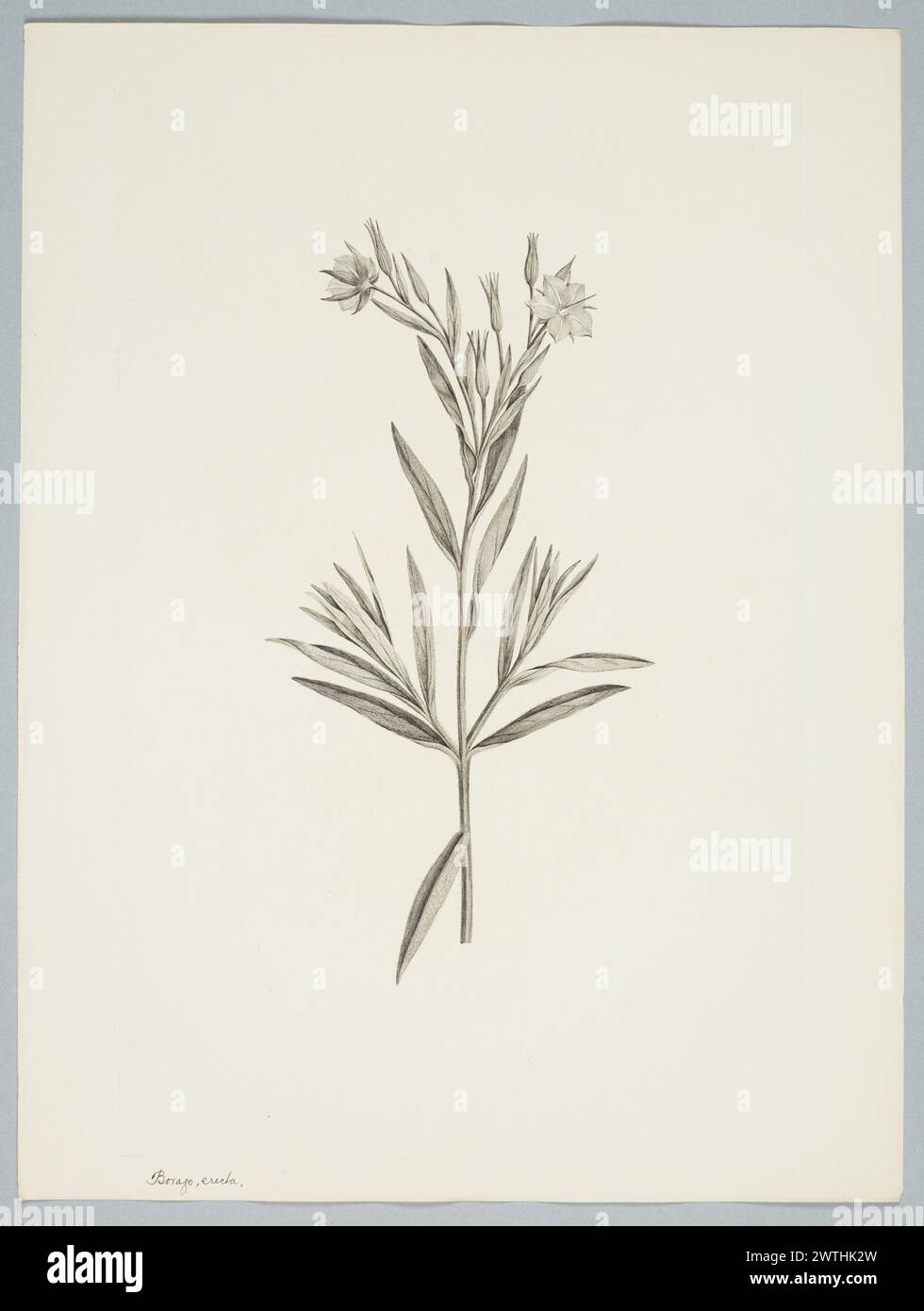 Trichodesma zeylanicum (Burman f.) R. Brown prints, copper engravings, line engravings Stock Photo