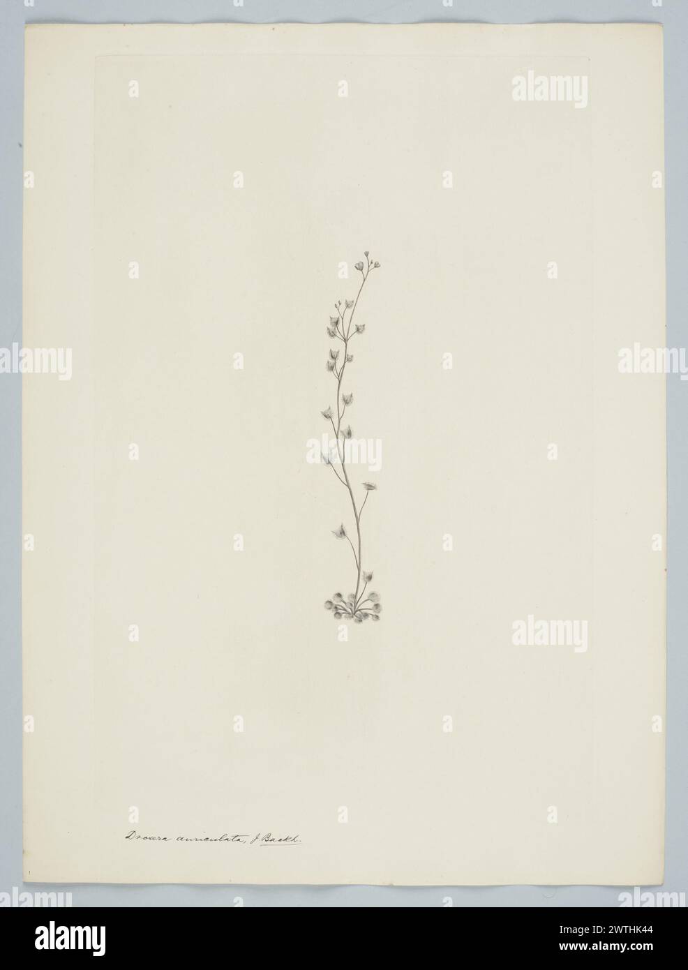 Drosera peltata Thunberg subsp. auriculata (Backhouse ex Planchon) Conn prints, copper engravings, line engravings Stock Photo