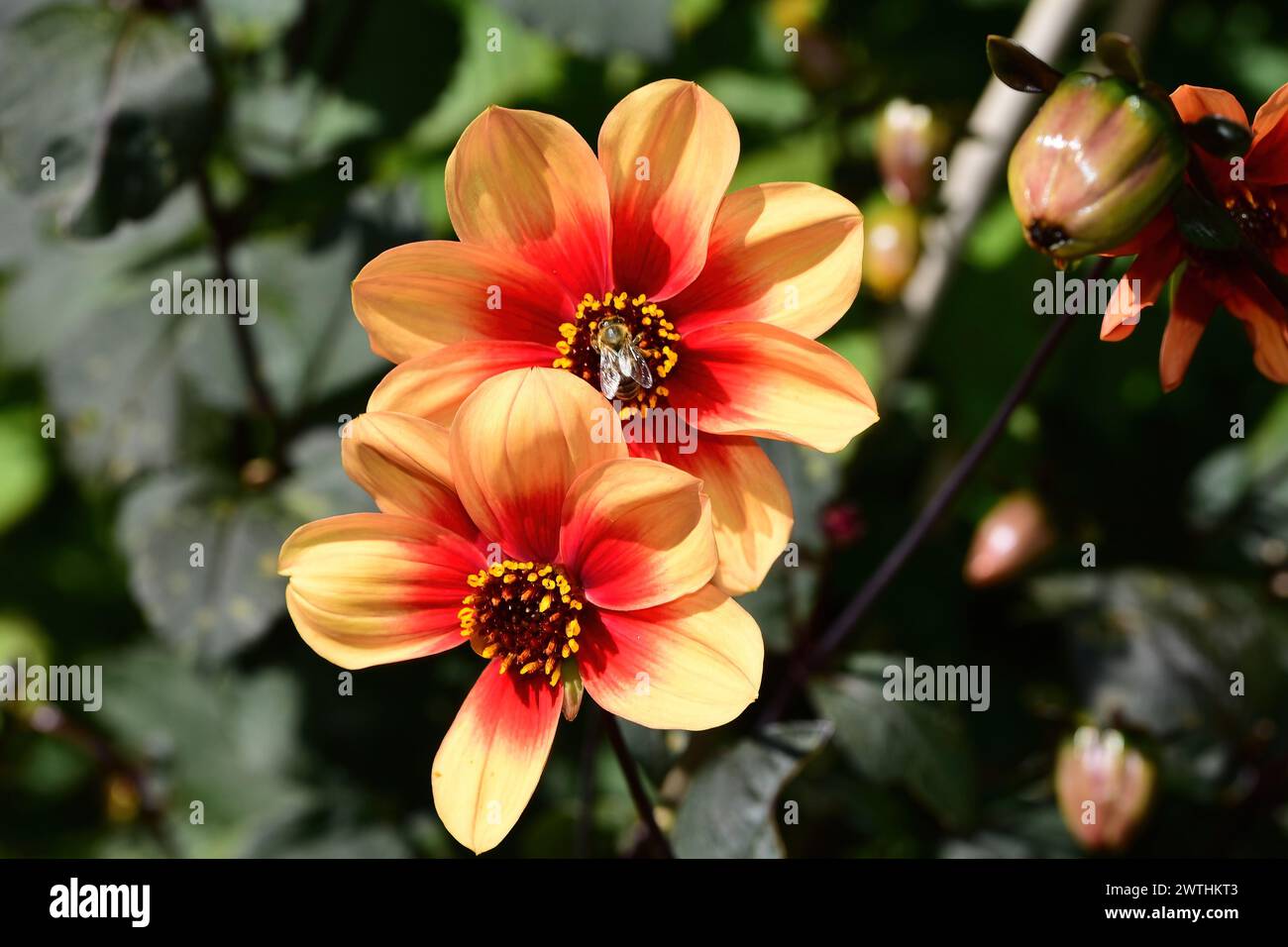 My first love hi-res stock photography and images - Alamy