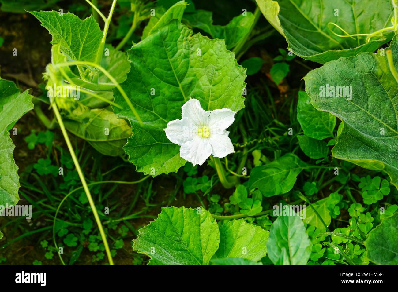 Calabash flower or Bottle gourd flower, Calabash garden, Vegetables garden Stock Photo