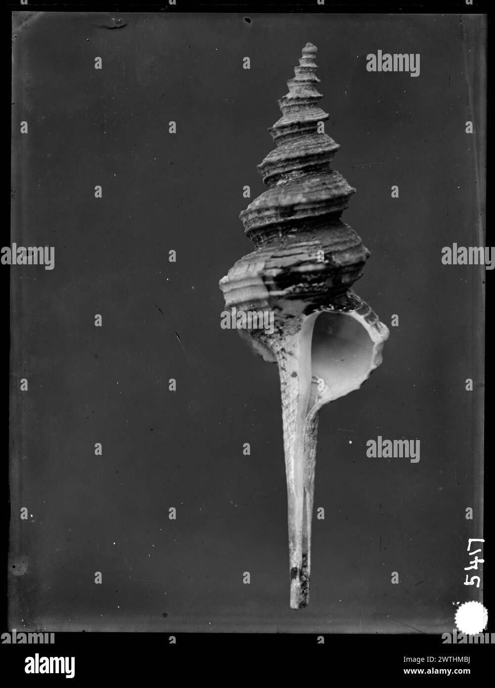 Shell Admas Shell taxonomy Black and White Stock Photos & Images - Alamy