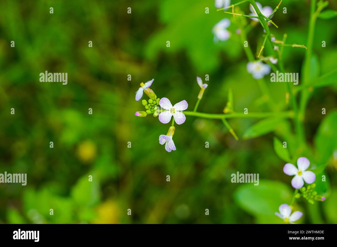 Arabidopsis thaliana, the thale cress, mouse-ear cress, arabidopsis, thale cress flower, white flower, brassicaceae Stock Photo