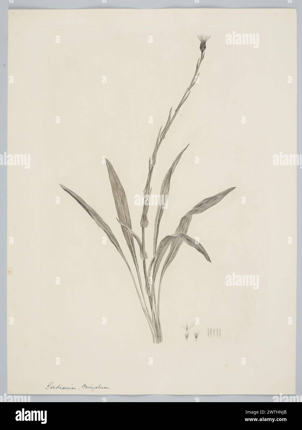 Perezia lactucoides (Vahl) Lessing prints, copper engravings, line engravings Stock Photo
