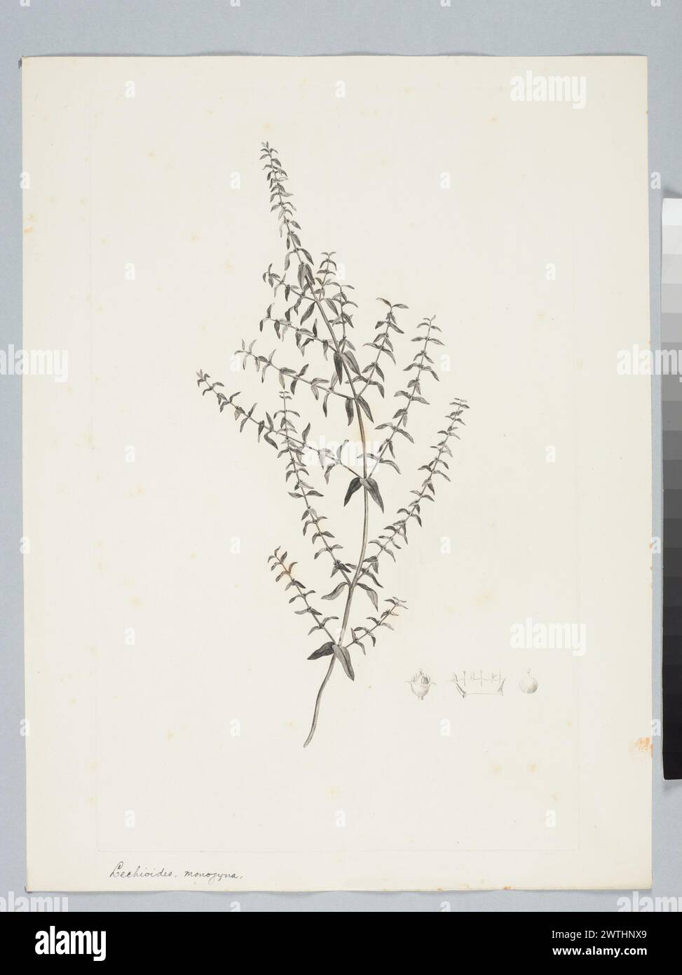 Rotala densiflora (Roth ex Roemer & Schultes) Koehne prints, copper engravings, line engravings Stock Photo