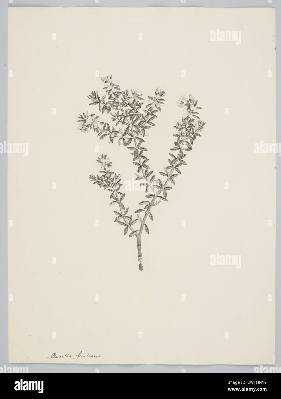 Westringia fruticosa (Willdenow) Druce prints, copper engravings, line engravings Stock Photo