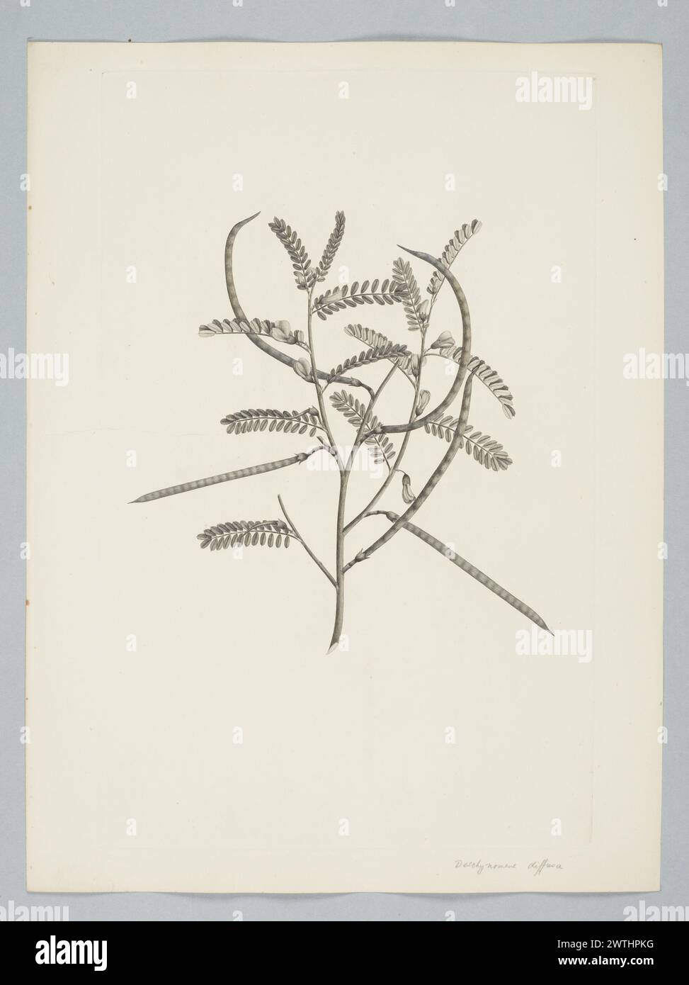 Sesbania cannabina (Retzius) Poiret in Lamark prints, copper engravings, line engravings Stock Photo