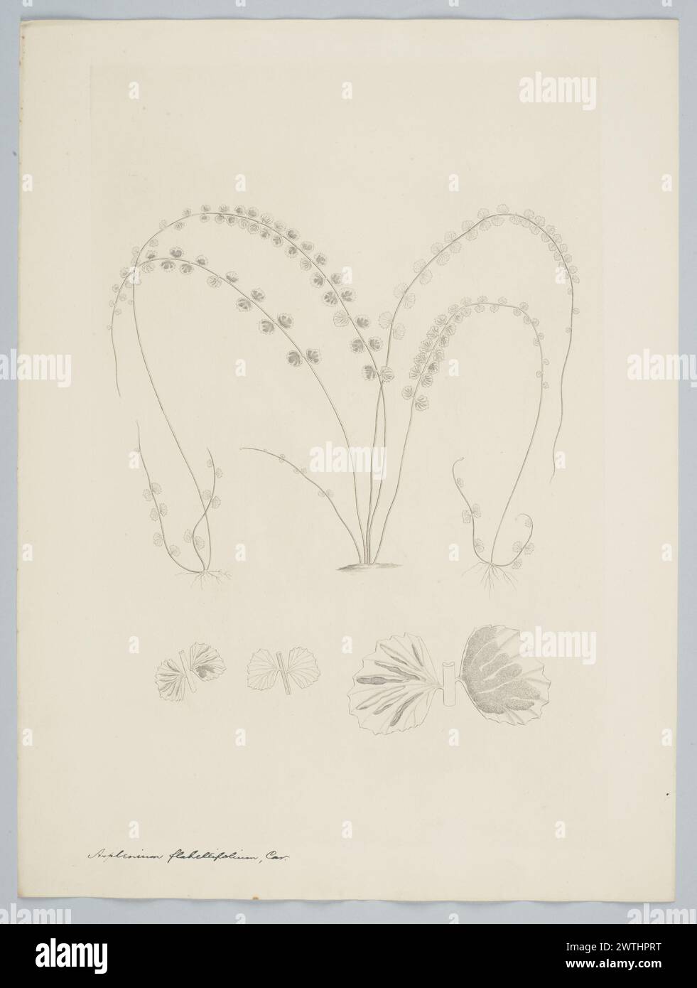 Asplenium flabellifolium Cavanilles prints, copper engravings, line engravings Stock Photo