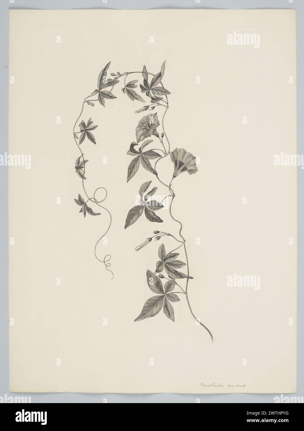 Ipomoea cairica (Linnaeus) Sweet prints, copper engravings, line engravings Stock Photo