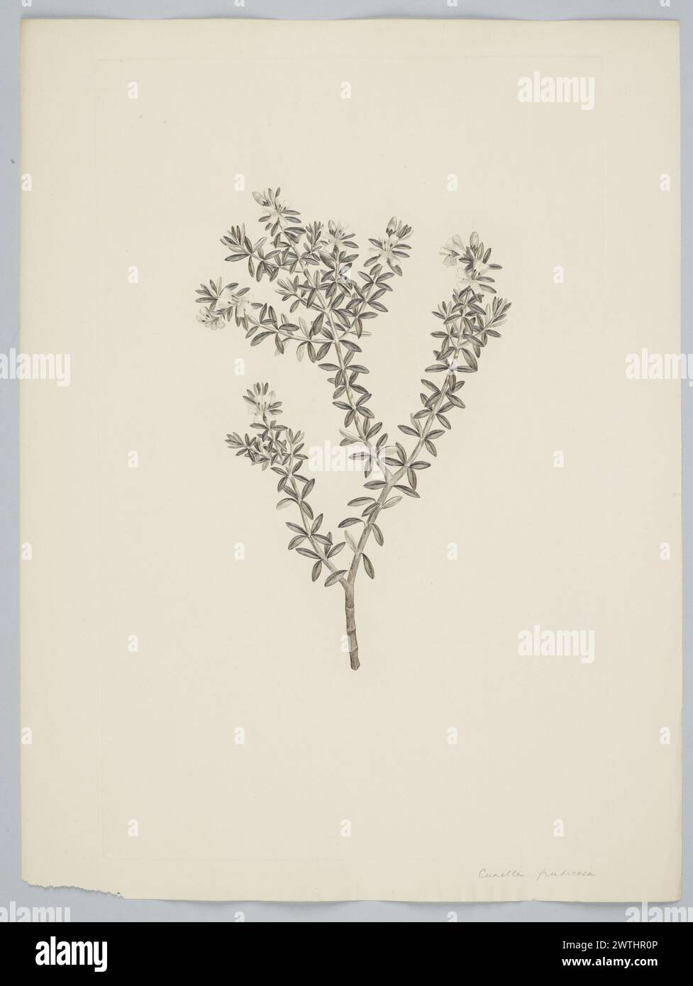 Westringia fruticosa (Willdenow) Druce prints, copper engravings, line engravings Stock Photo