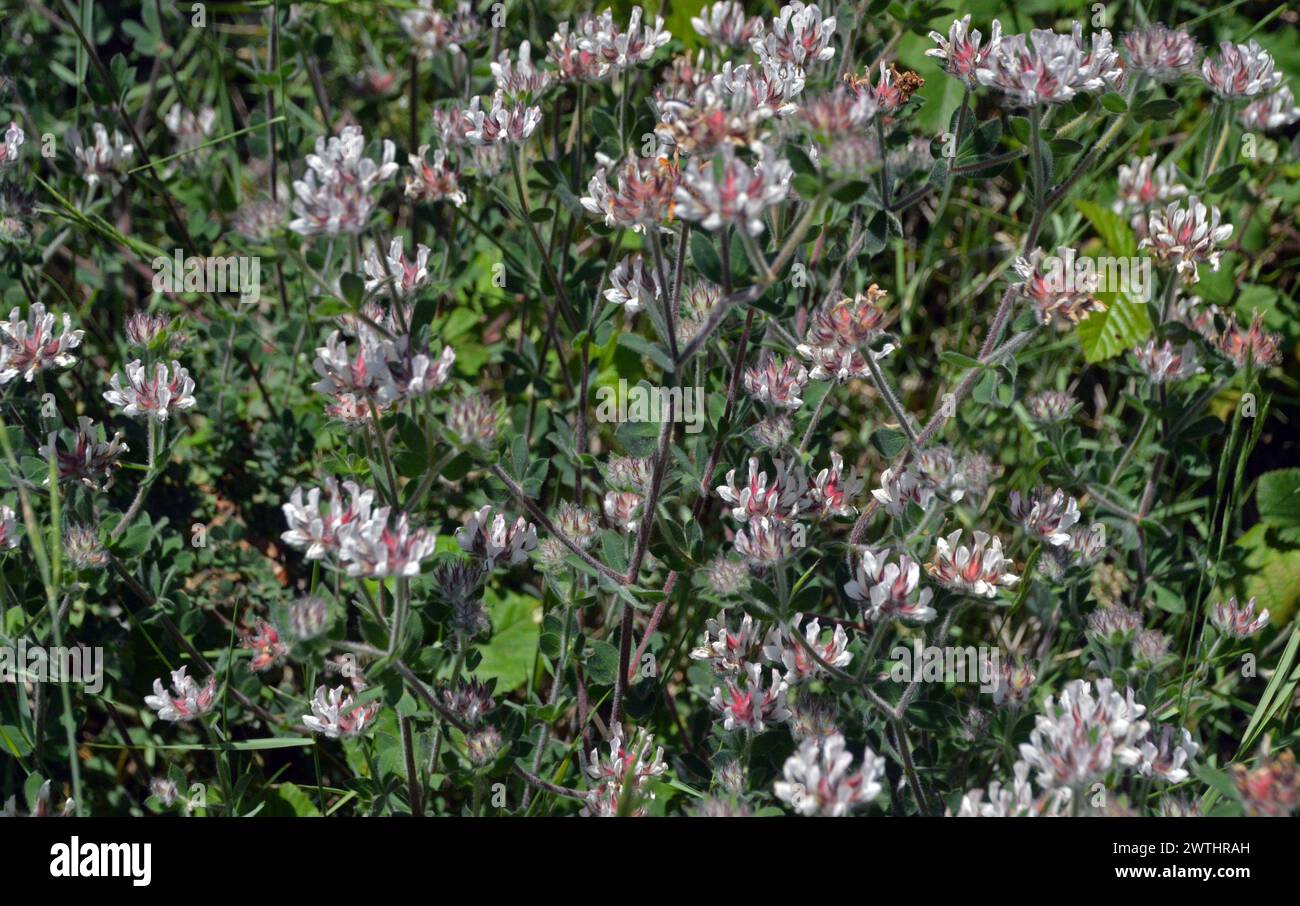 Flowers of Prostrate Canary Clover or Hairy Dorycnium (Lotus dorycnium) (Dorycnium pentaphyllum).  Corfu, Greece. Stock Photo