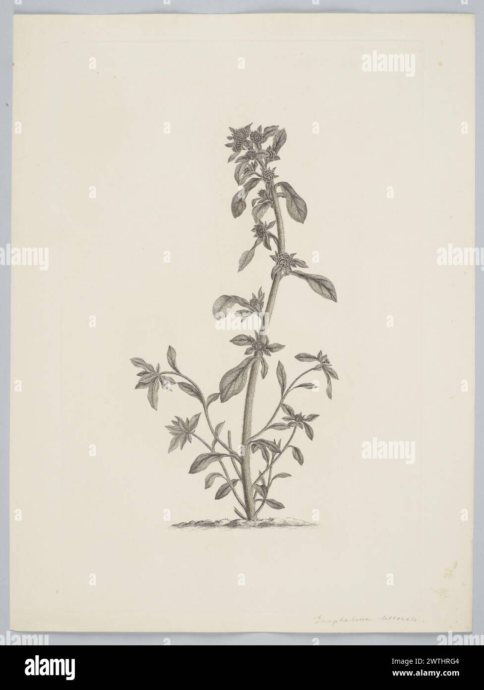 Gamochaeta americana (Miller) Weddell prints, copper engravings, line engravings Stock Photo