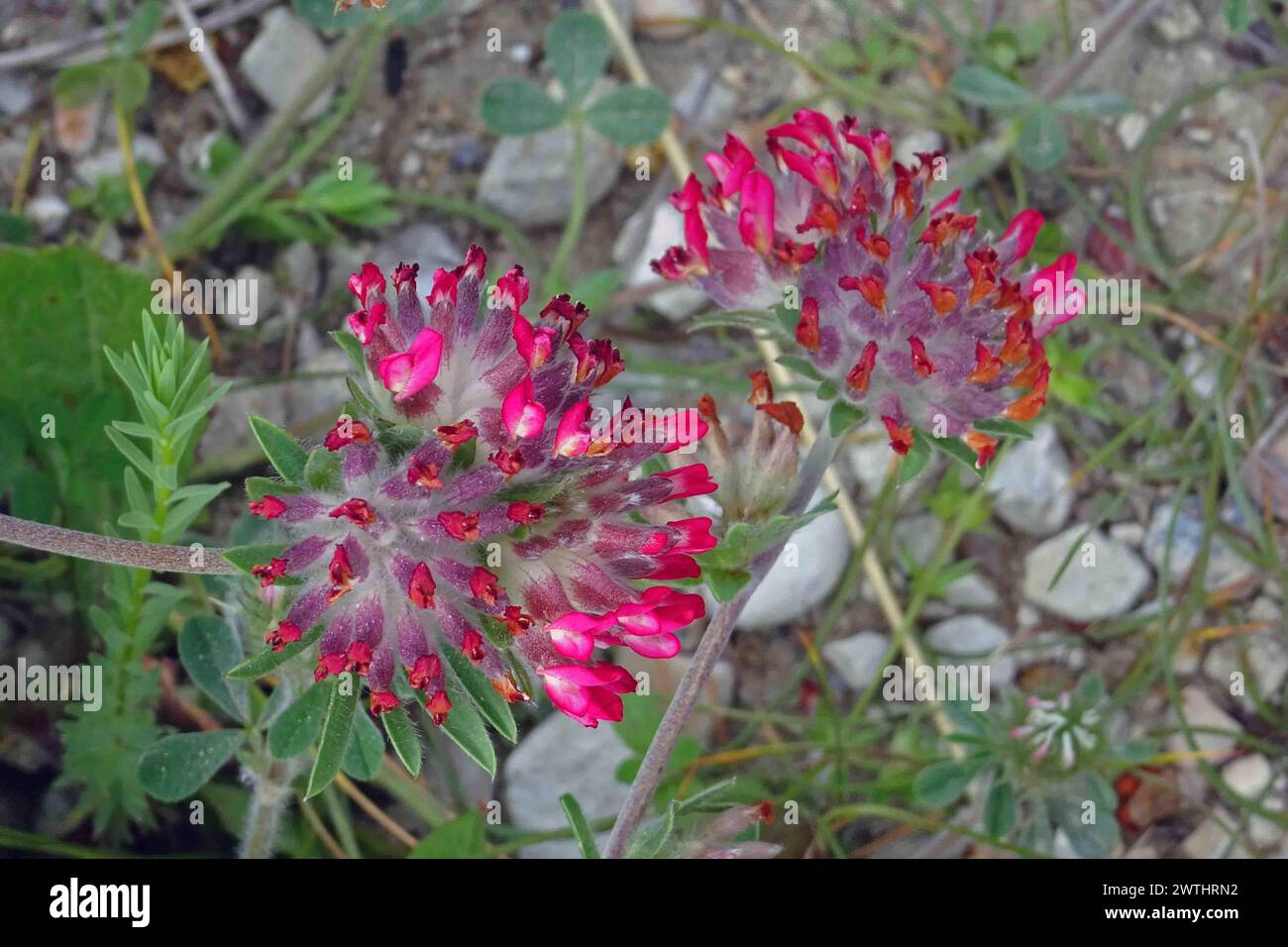 Flowers of Mediterranean Kidney Vetch  (Anthyllis montana).  Corfu, Greece. Stock Photo