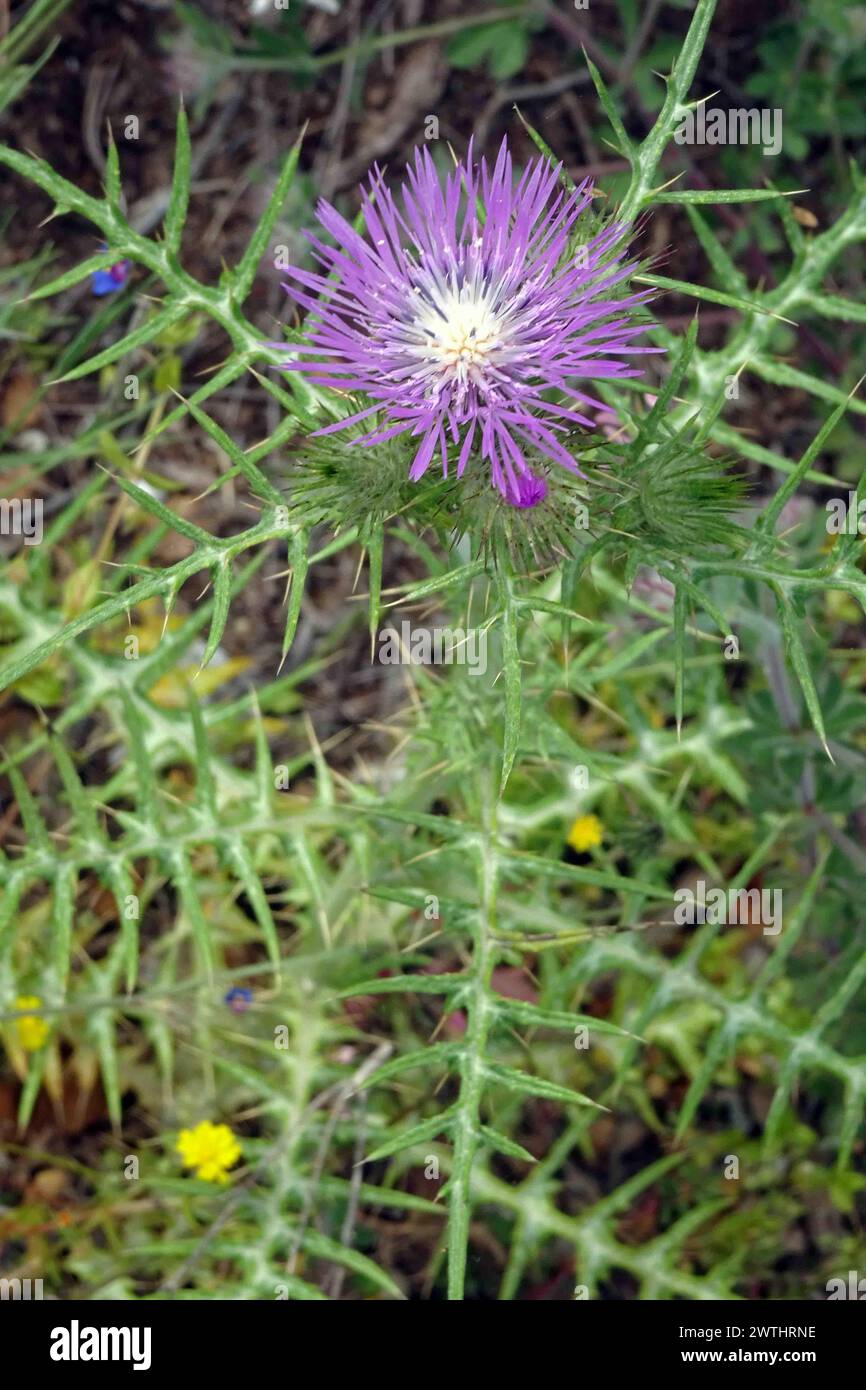 Flowers of Purple MIlk Thistle (Galactites tormentosus).  Corfu, Greece. Stock Photo
