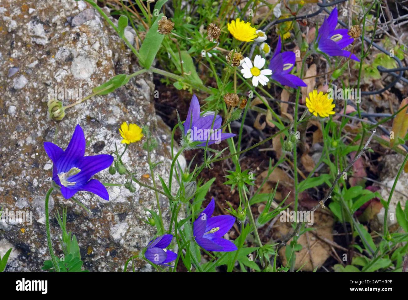 Flowers of Campanula ramosissima.  Corfu, Greece. Stock Photo