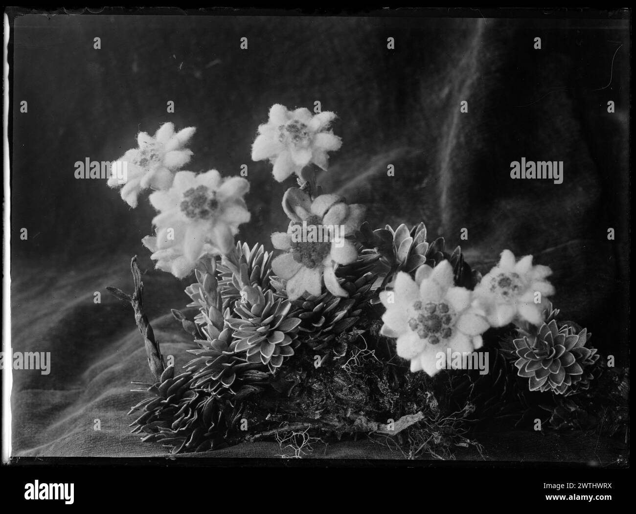 Leucogenes leontipodium (Edelweiss) black-and-white negatives Stock Photo