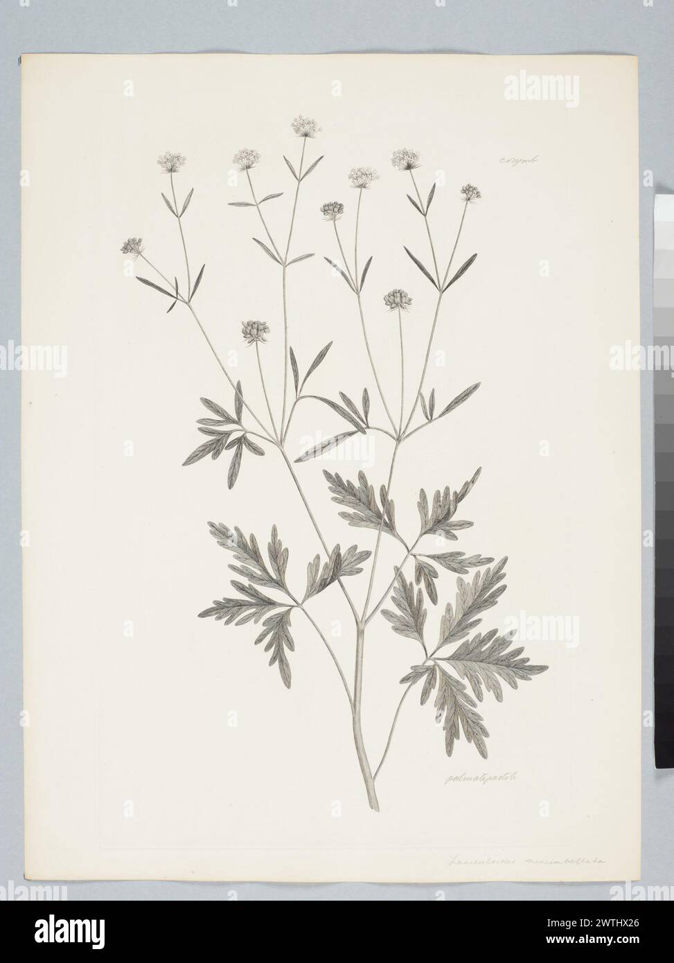 Trachymene procumbens (F. Mueller) Bentham prints, copper engravings, line engravings Stock Photo