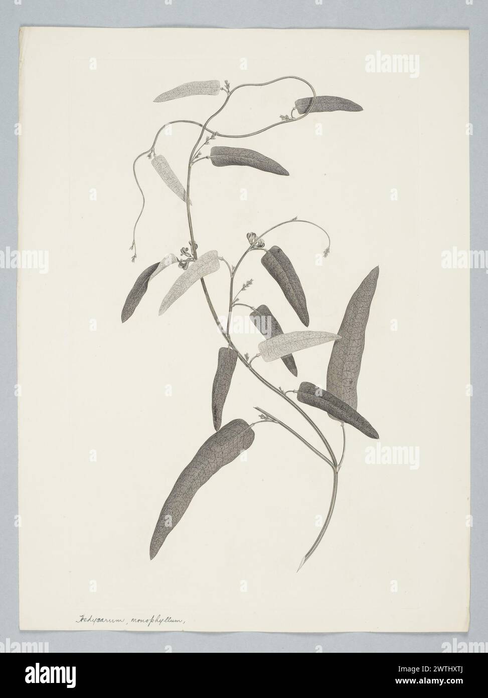 Hardenbergia violacea (Schneevoogt) Stearn prints, copper engravings, line engravings Stock Photo