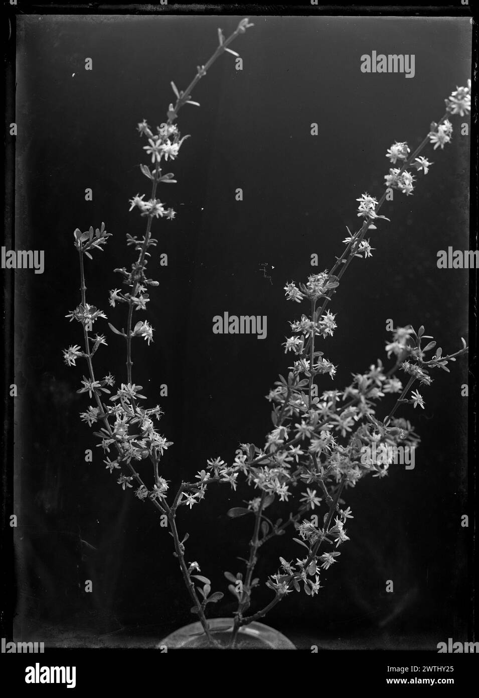 Olearia black-and-white negatives Stock Photo