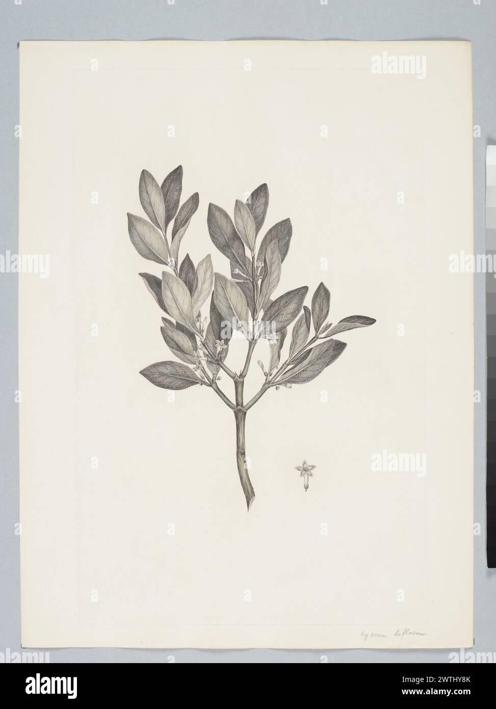 Canthium coprosmoides F. Mueller prints, copper engravings, line engravings Stock Photo