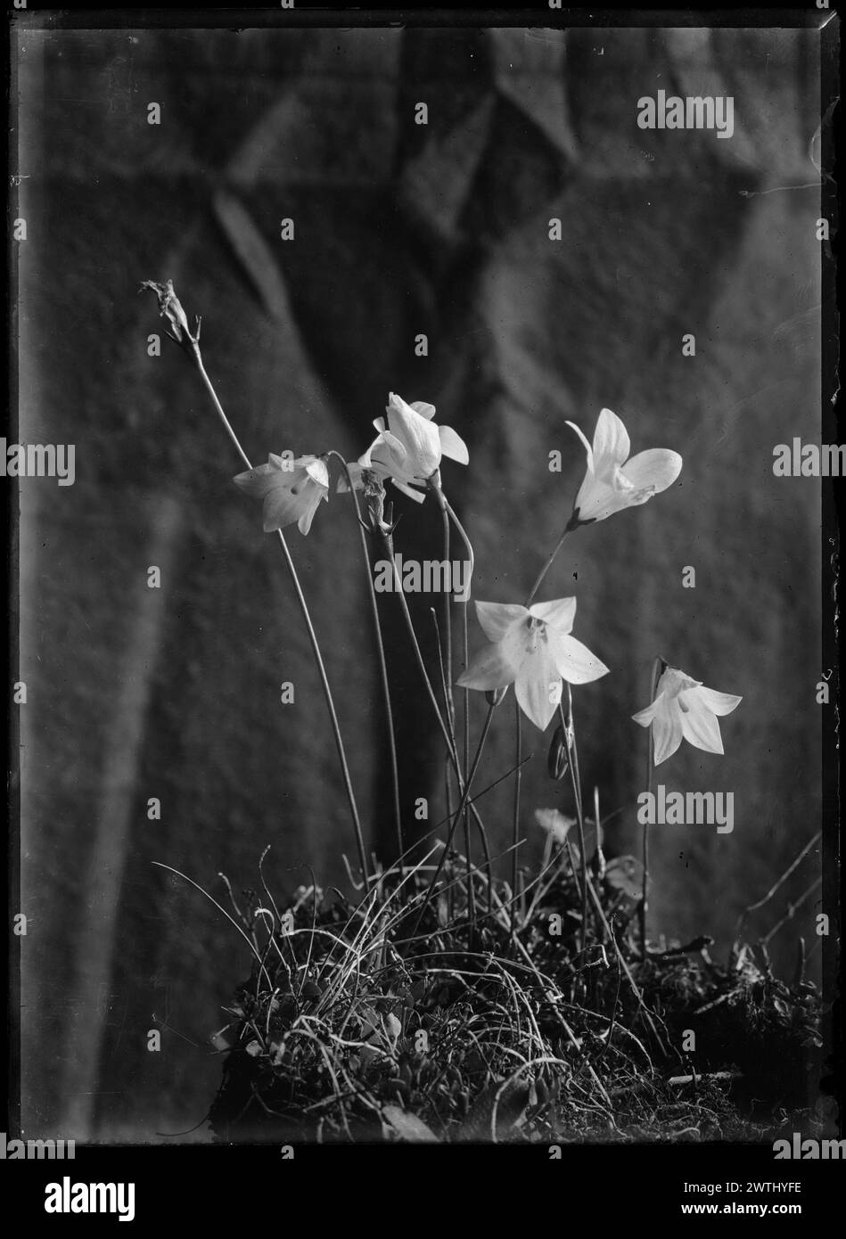 Wahlenbergia black-and-white negatives Stock Photo