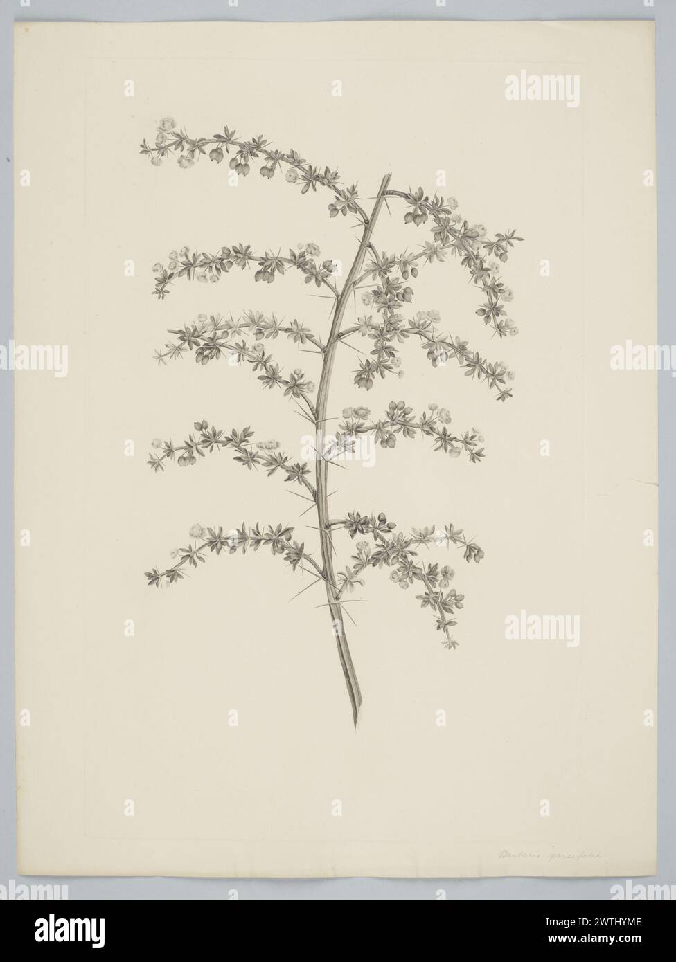 Berberis buxifolia Lamarck prints, copper engravings, line engravings Stock Photo