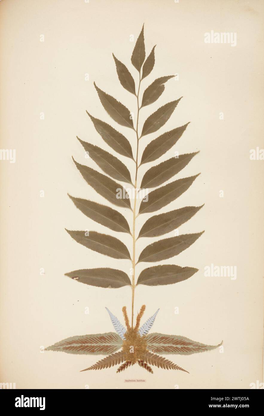 Pressed and mounted fern specimen: Asplenium lucidum albums, ferns Stock Photo