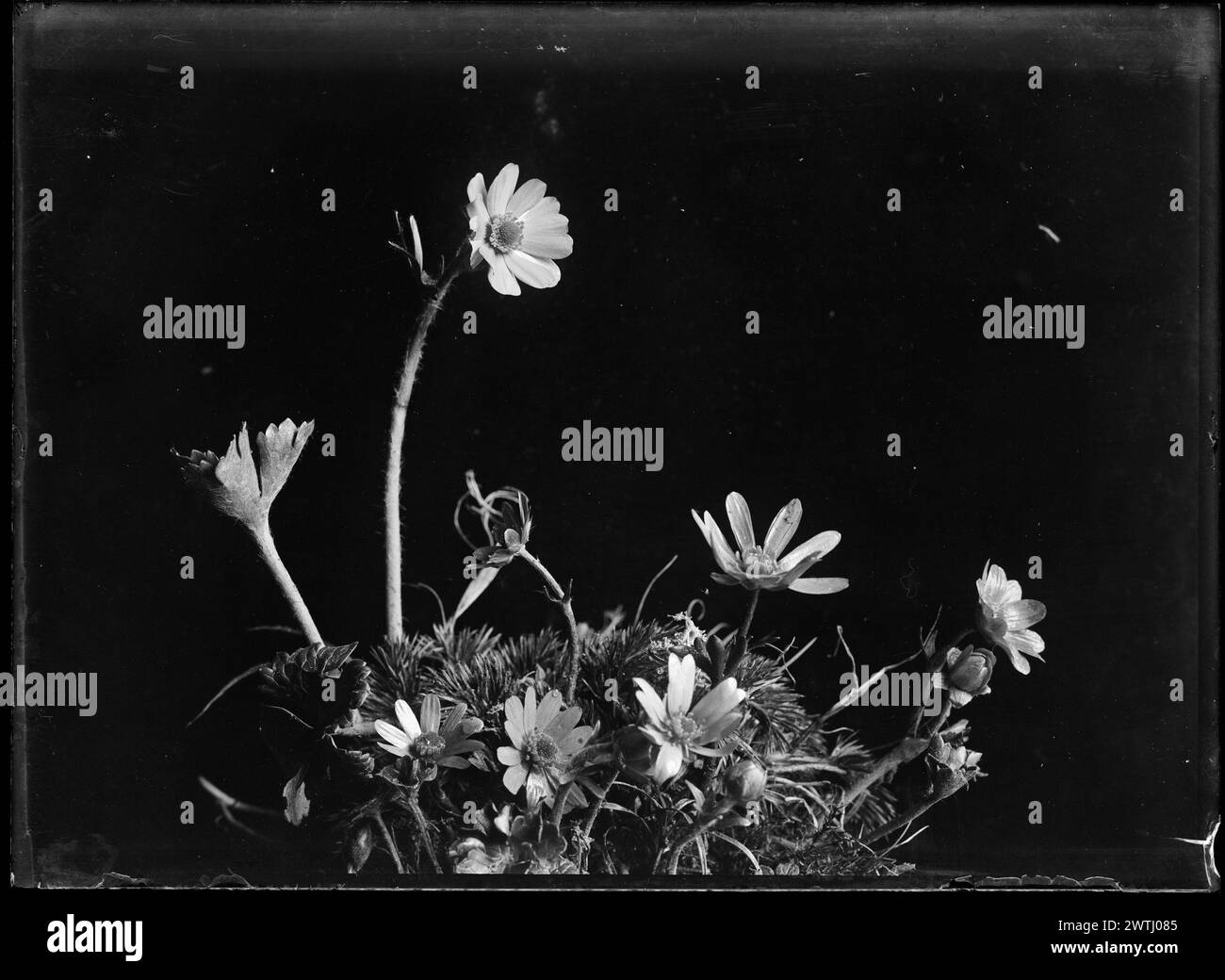 Anemone tenuicaulis gelatin silver negatives, black-and-white negatives Stock Photo