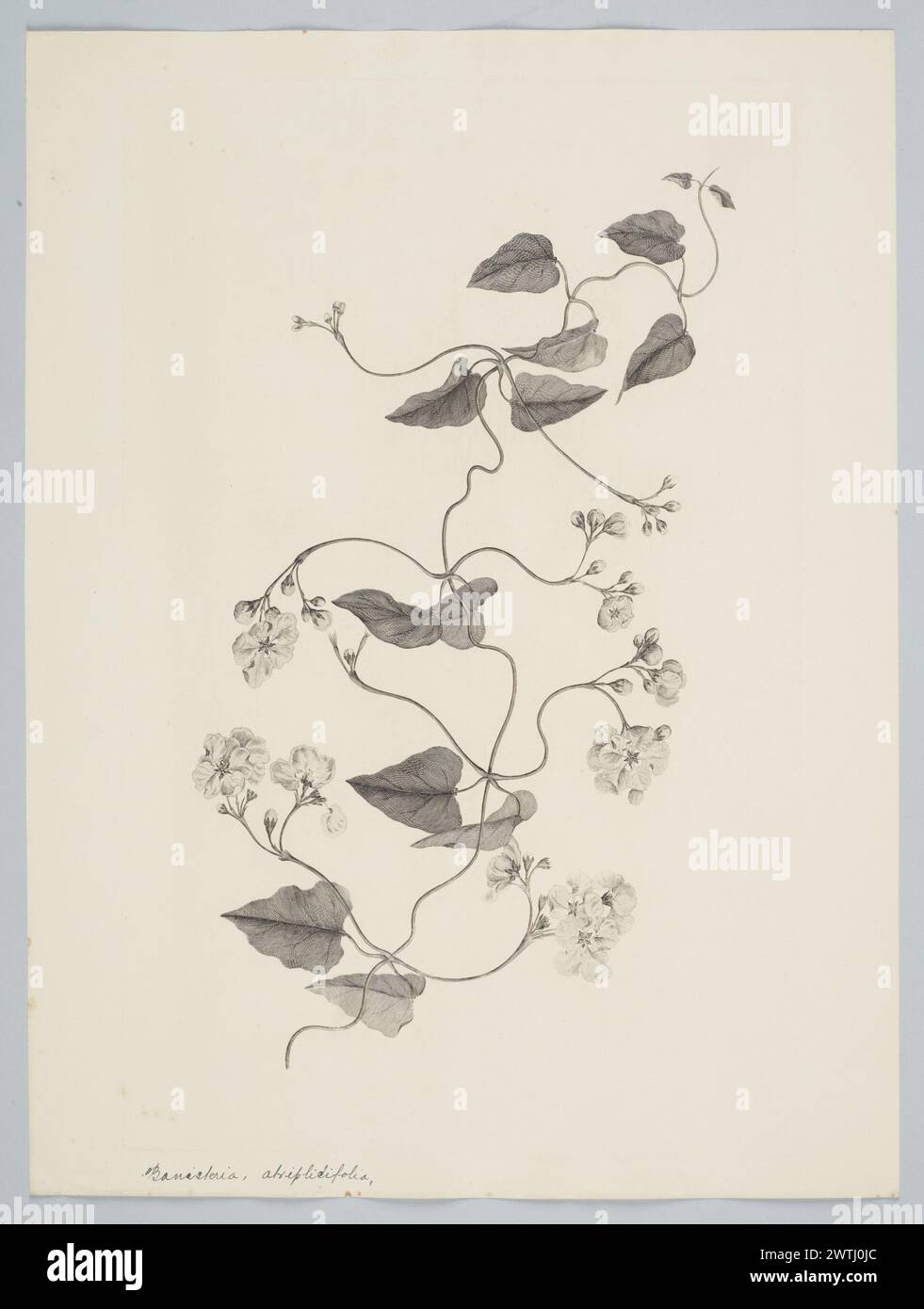 Stigmaphyllon auriculatum (Cavanilles) Adr. Jussieu in A. Saint-Hilaire prints, copper engravings, line engravings Stock Photo