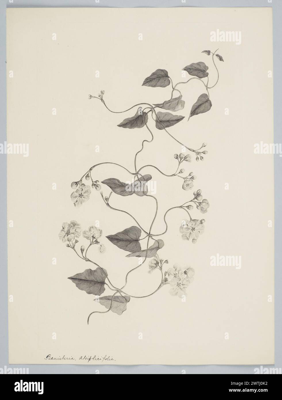 Stigmaphyllon auriculatum (Cavanilles) Adr. Jussieu in A. Saint-Hilaire prints, copper engravings, line engravings Stock Photo