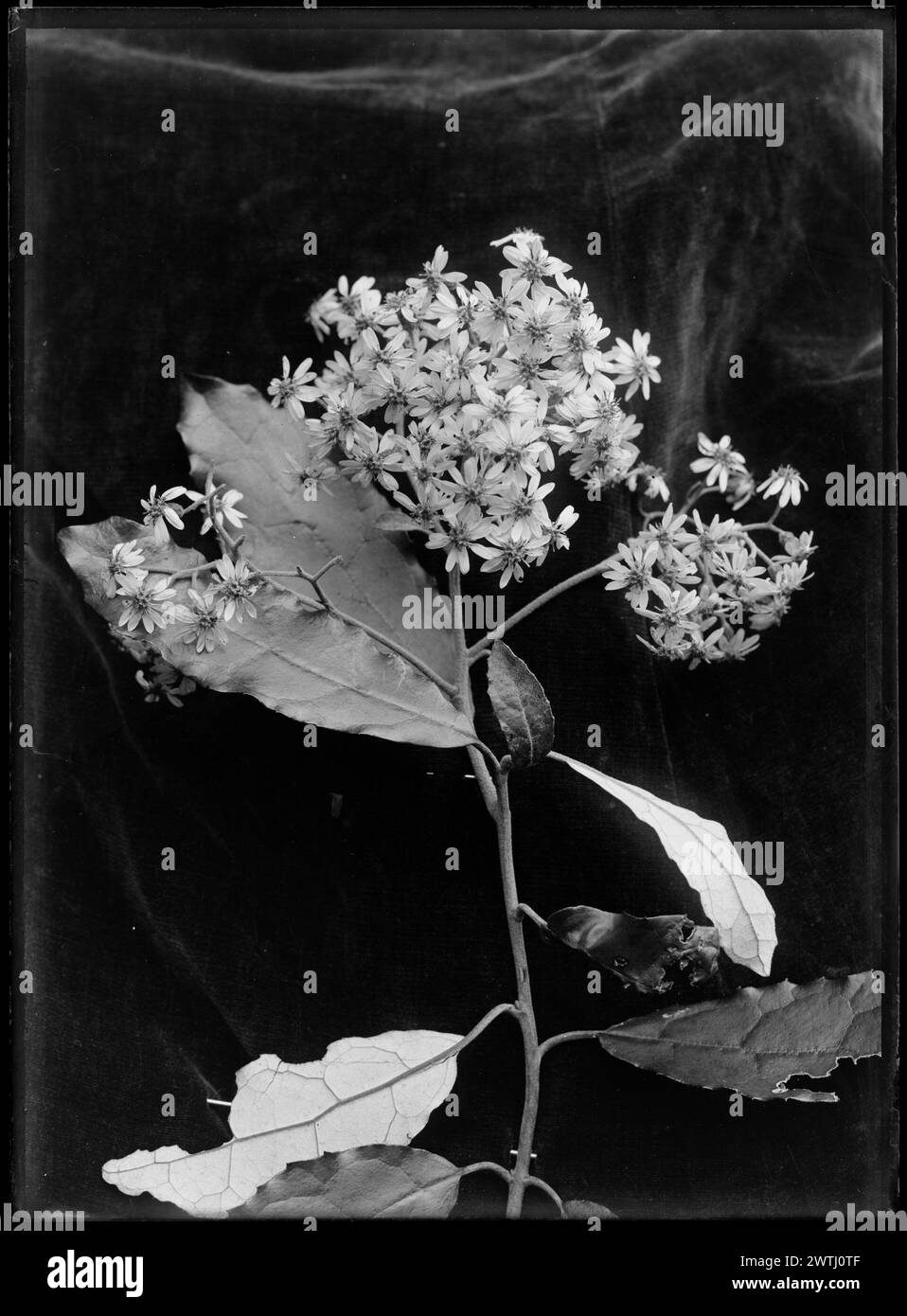 Olearia gelatin silver negatives, black-and-white negatives Stock Photo