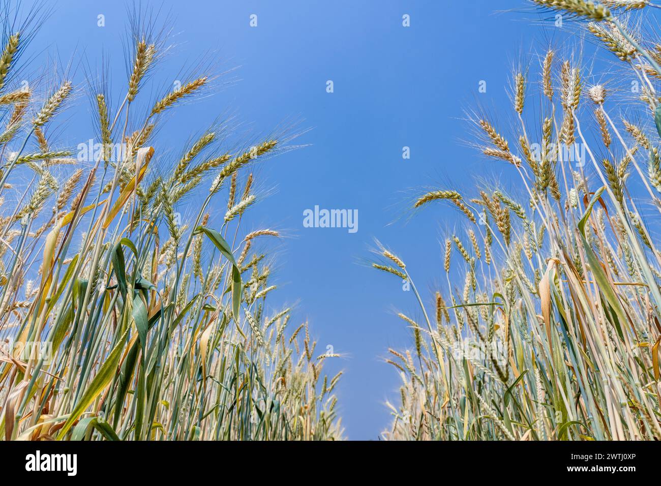 Cereal grain grown barley hi-res stock photography and images - Alamy