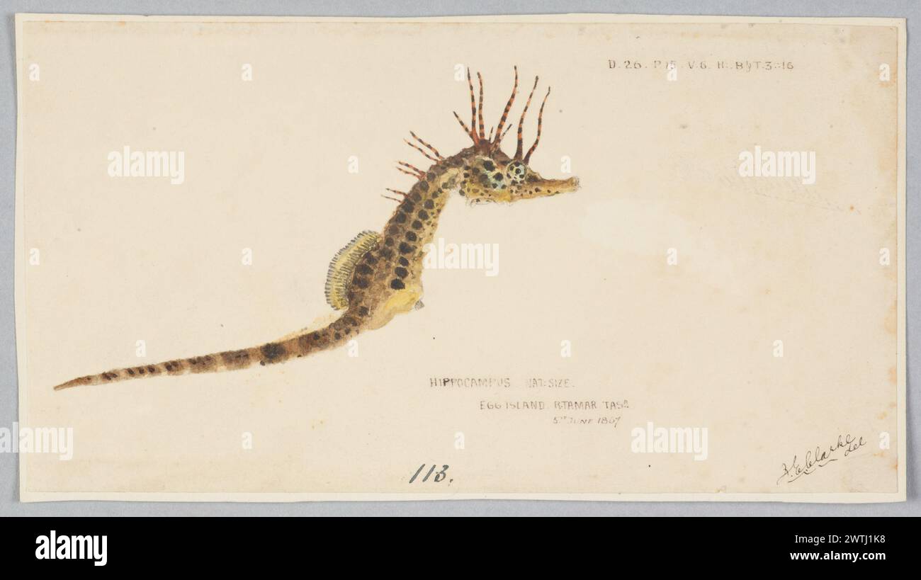Hippocampus abdominalis (Tas) : Seahorse watercolours, works on paper Stock Photo