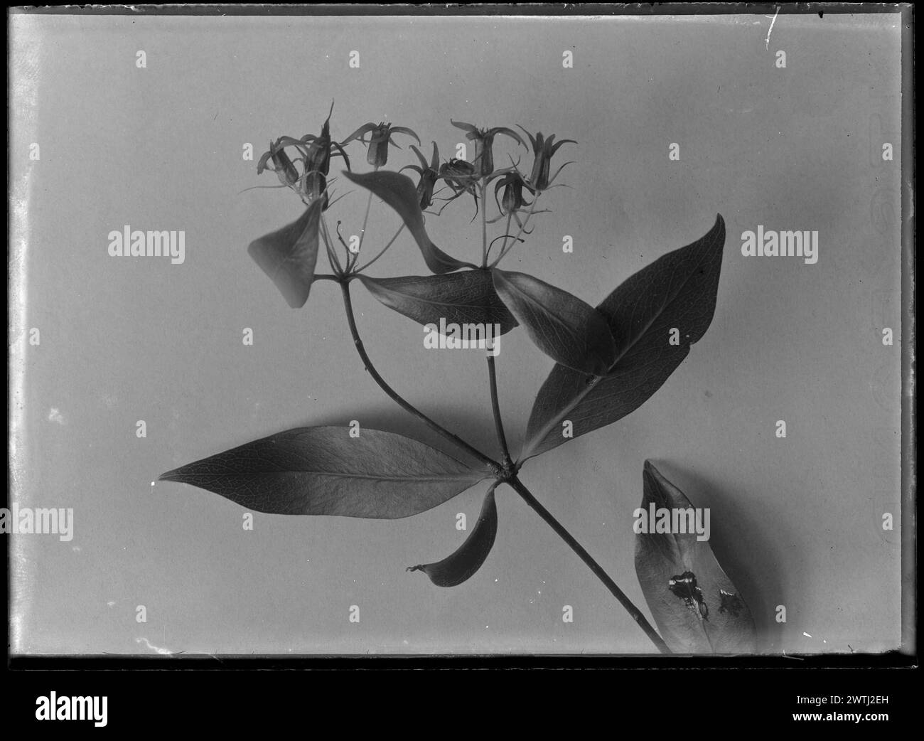 Pittosporum cornifolium gelatin silver negatives, black-and-white negatives Stock Photo
