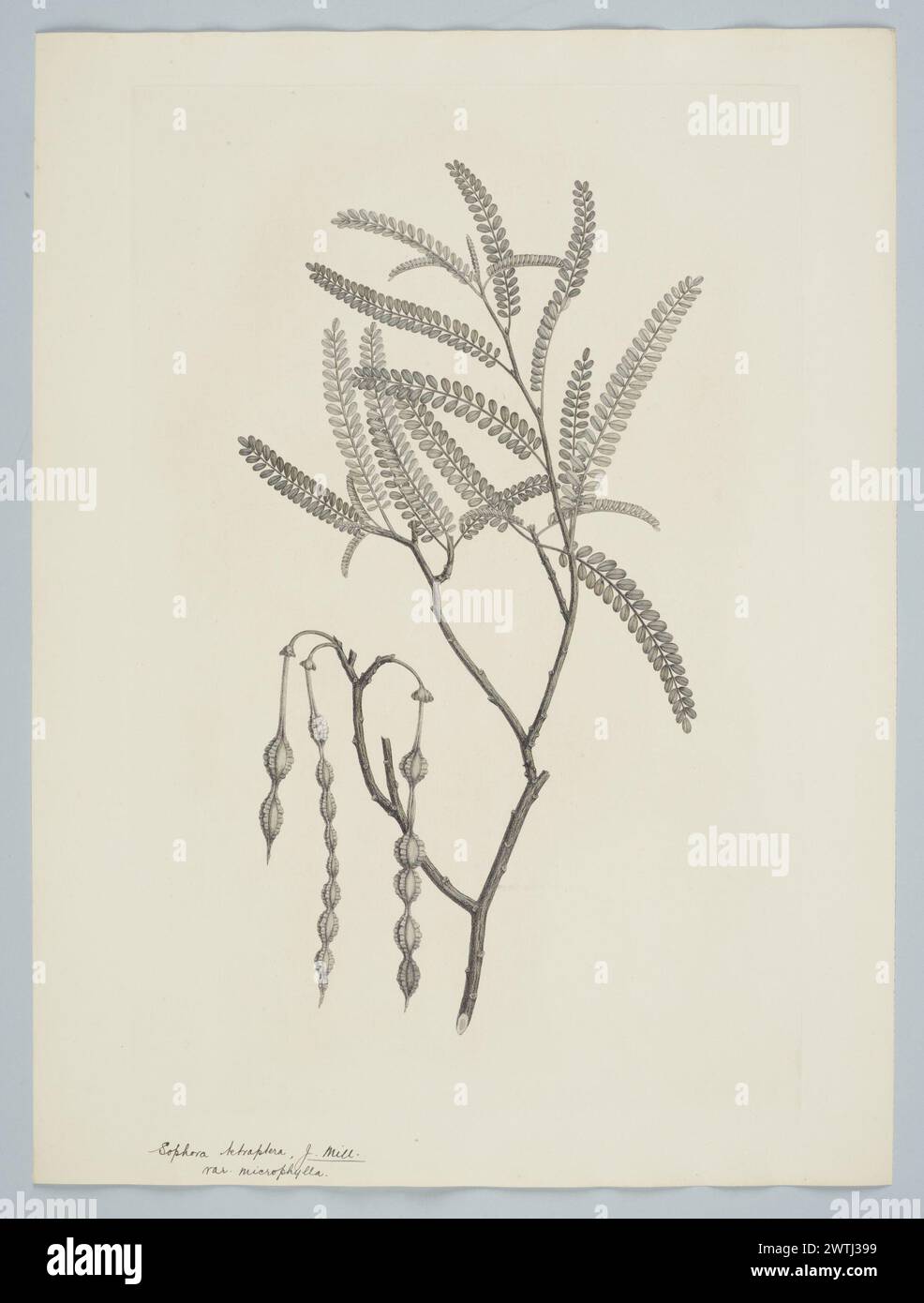 Sophora microphylla Aiton prints, copper engravings, line engravings Stock Photo
