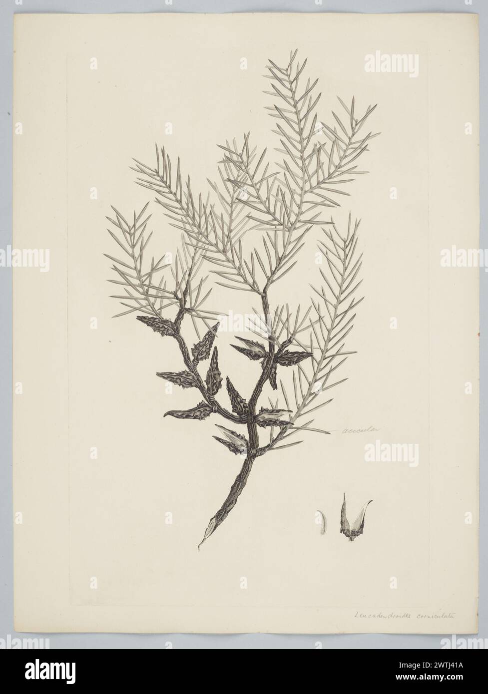 Hakea teretifolia (Salisbury) Britten prints, copper engravings, line engravings Stock Photo