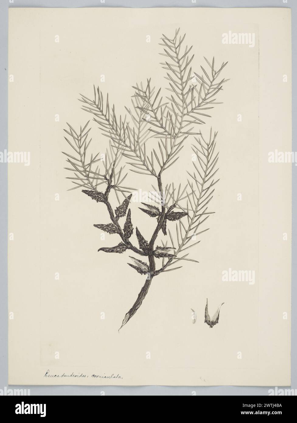Hakea teretifolia (Salisbury) Britten prints, copper engravings, line engravings Stock Photo